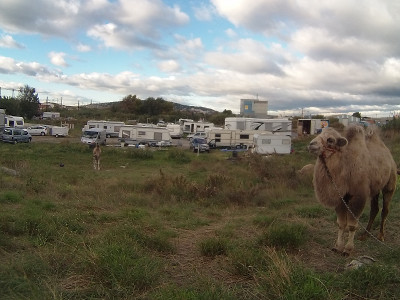 french Camel