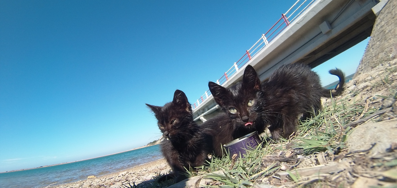 Moroccan kittens